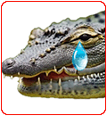 shed crocodile's tears