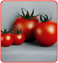 tomato, tomato