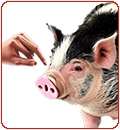 buy a pig in a poke