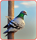 stool-pigeon